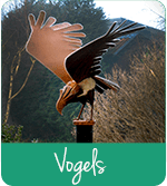 Vogels